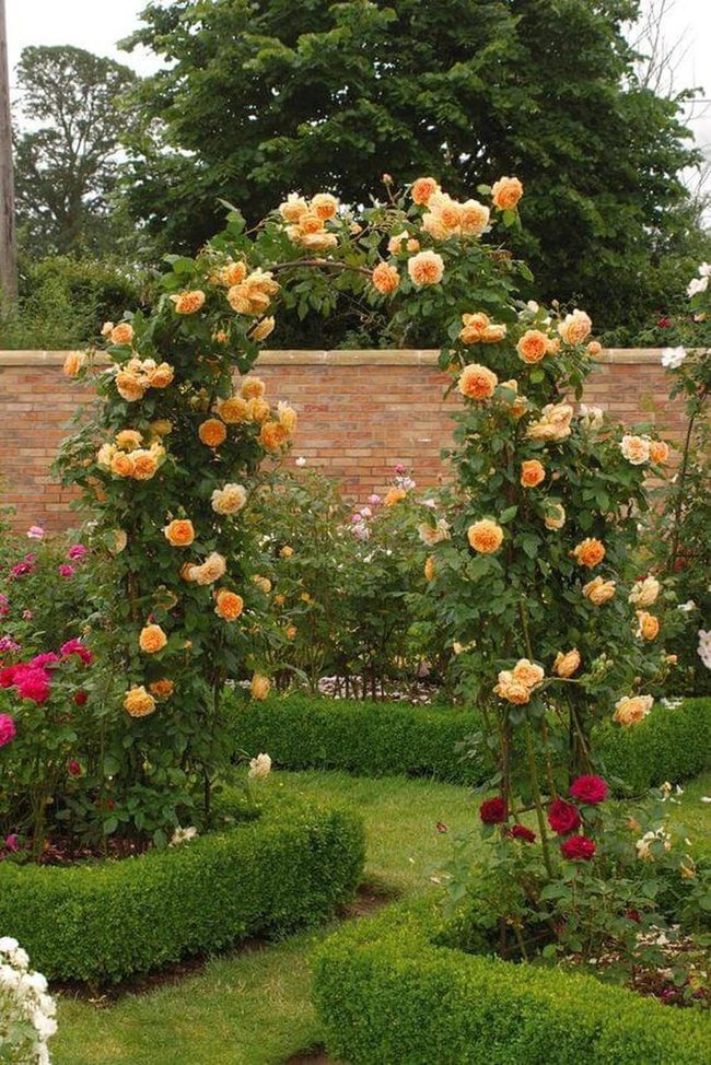 Peach Roses Draping Garden Archway