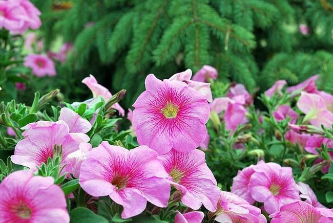 Multicolor Petunias Spring Through Frost