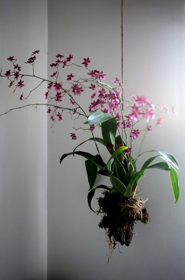 Cascading Orchids Float Overhead
