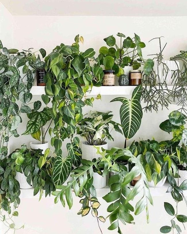 Green Wall Living Statement