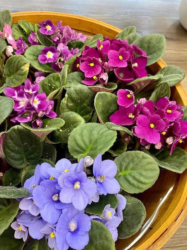 Multicolored African Violets Single Container