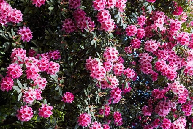 Shade-Loving Azaleas Under Oak Trees