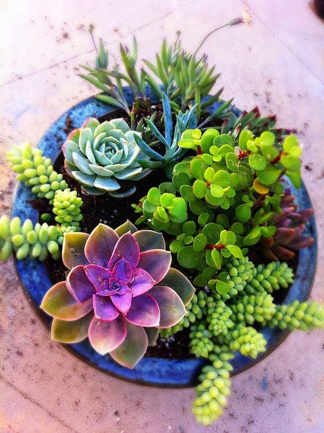 Colorful Succulents In Rustic Blue