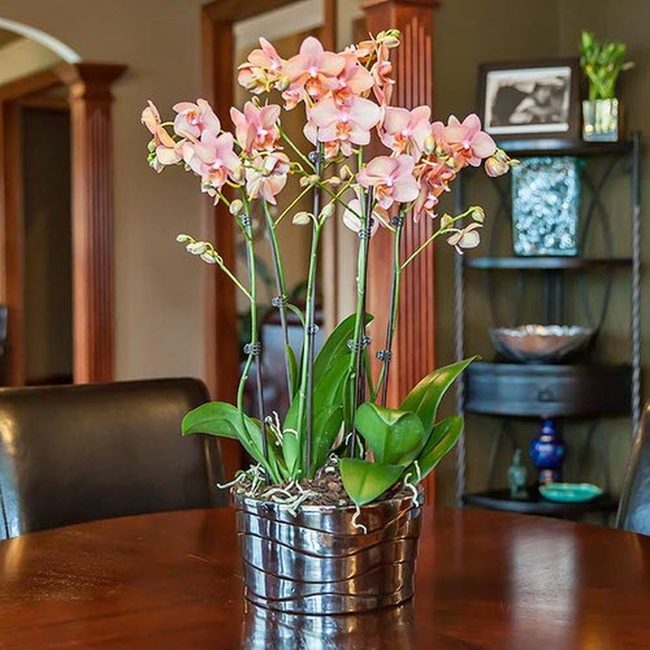 Clustered Orchids In Living Color