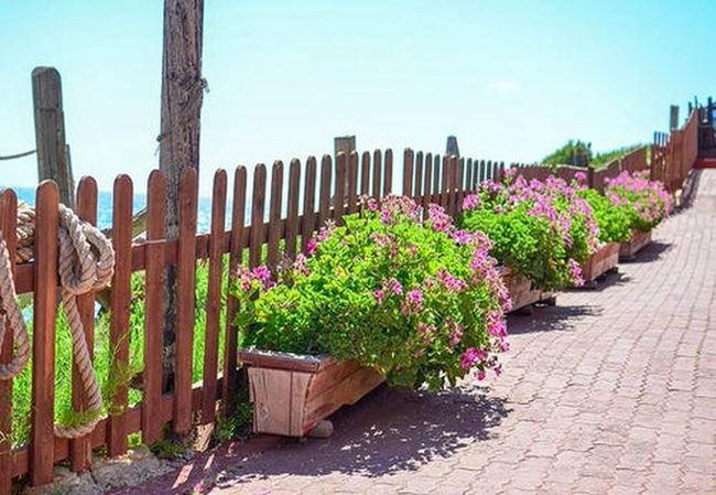 Pink Flowering Shrubs For Fences