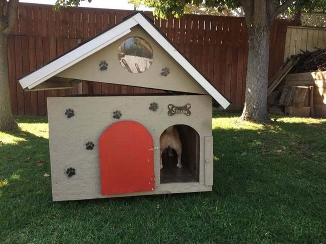 Sunny Rooftop Dog Retreat