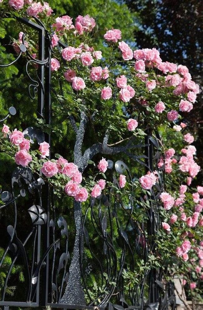 Climbing Roses Frame Entrance