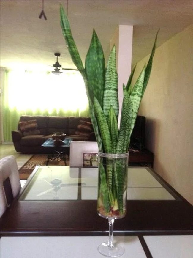 Snake Plants In Wine Glasses