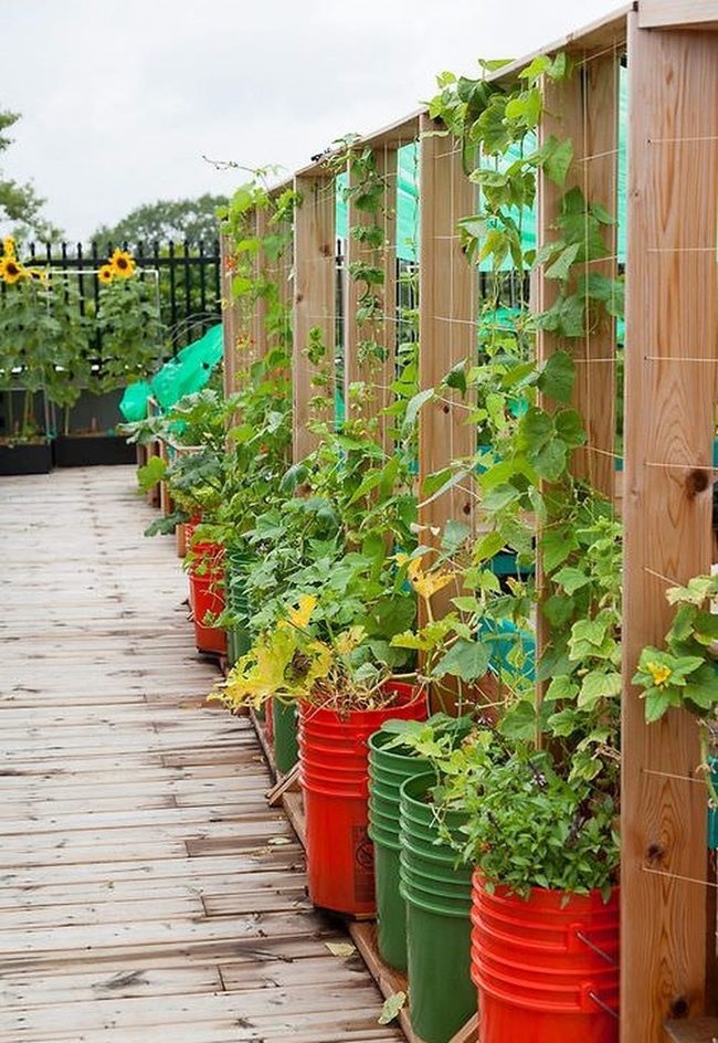Vertical Stakes Urban Harvest