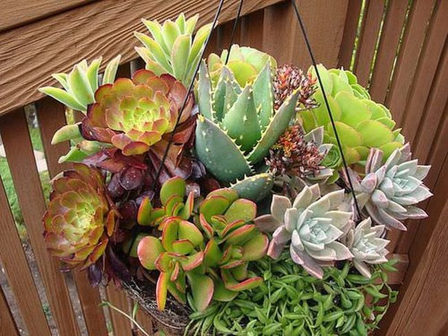 Miniature Succulent Botanical Landscapes