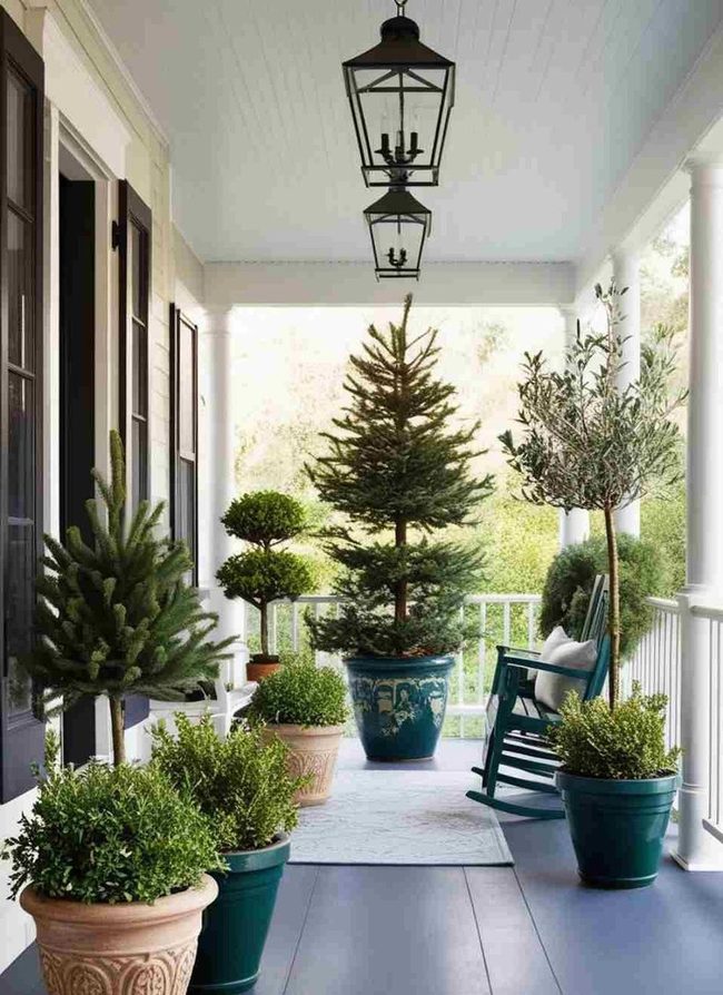 Tall Potted Evergreens Frame Entry