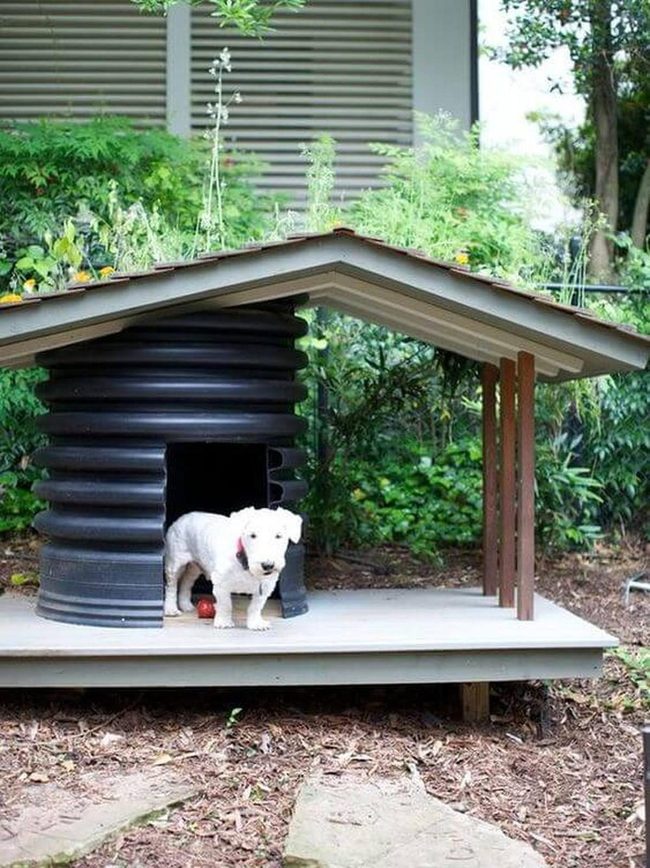 Modern Dog House With Native Plants
