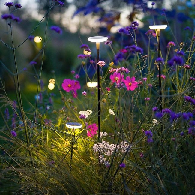Soft Garden Lights Among Leaves