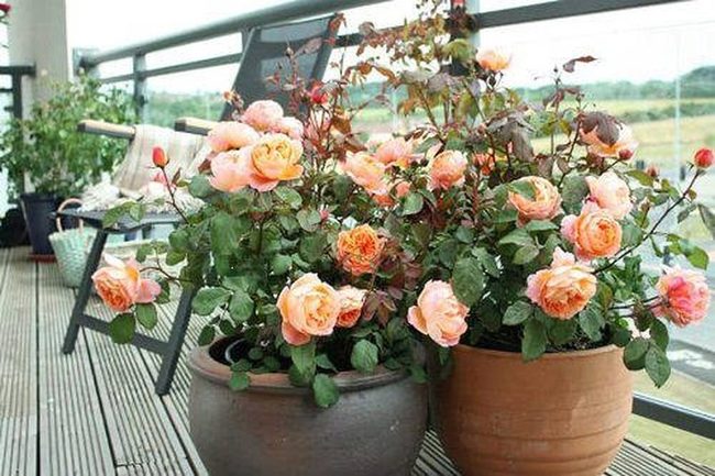 Crimson Roses Frame Autumn Balcony