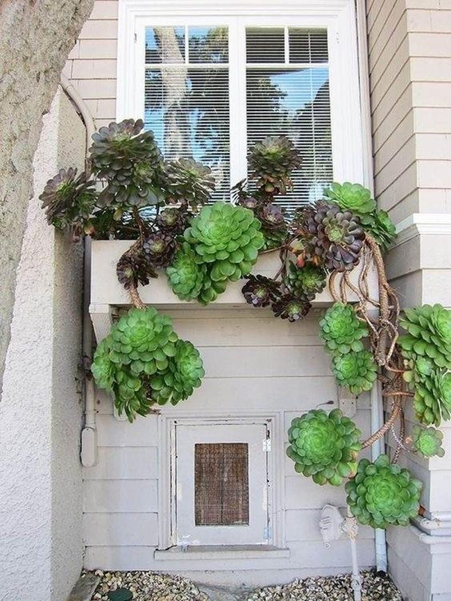 Green Cascading Succulents For Beginners