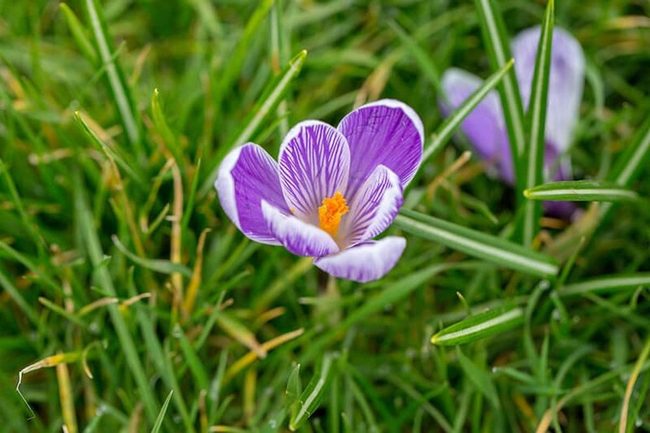 First Purple Bloomers Spring