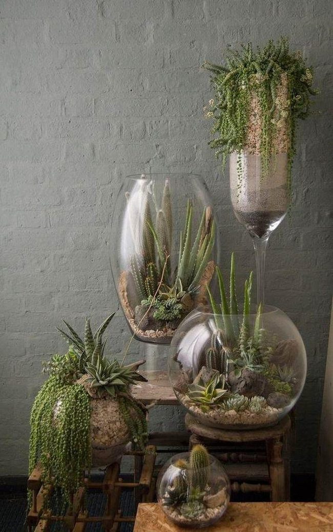 Glass Terrariums With Succulent Layers