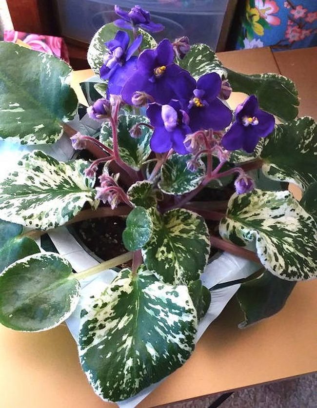 Multicolor Violets Wooden Tabletop Collection