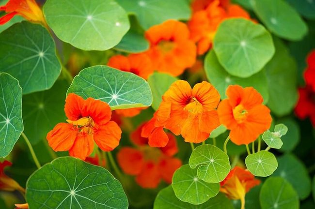 Vibrant Nasturtium Cascades Through Gardens