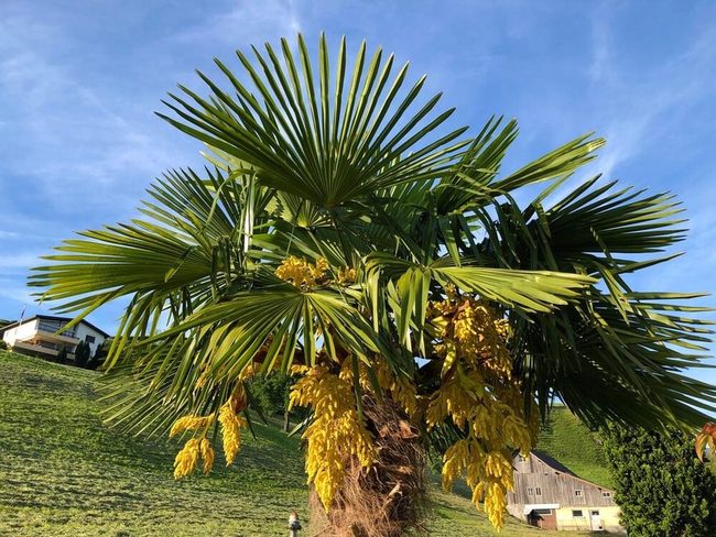 Yellow Blooms Texas Sabal Palm