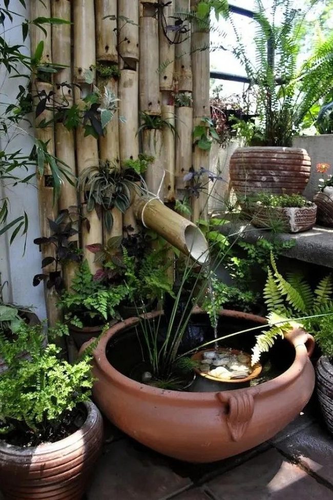 Green Ferns Clay Pots Sunlight