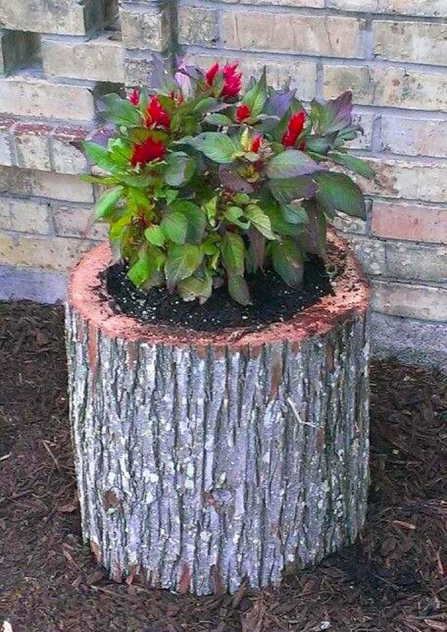 Red Bromeliads In Hollow Wood
