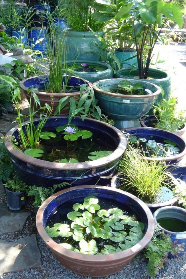 Blue Water Pots With Purple Blooms