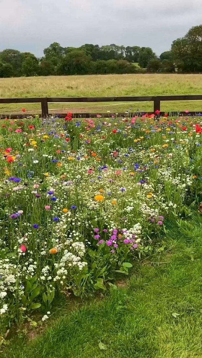Wildflower Rainbow Garden Burst