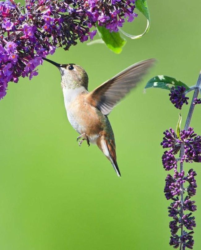 Hummingbird Wings Blur Purple