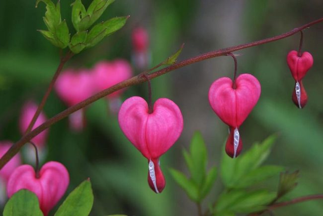 Magenta Hearts For Shaded Gardens
