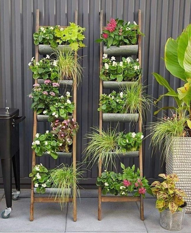 Wooden Shelves Lush Green Pink Blooms
