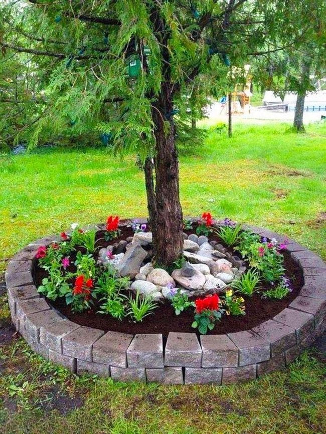 Evergreen Ringed With Blooming Stone