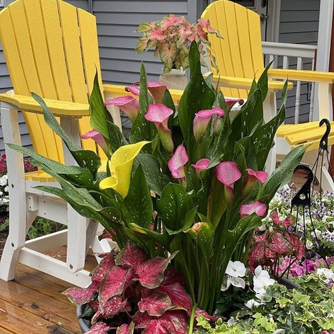White Calla Lilies With Green Caladiums