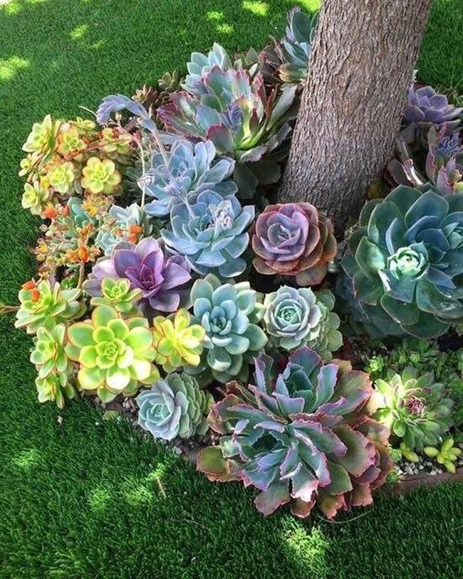 Colorful Succulents Low Maintenance Garden