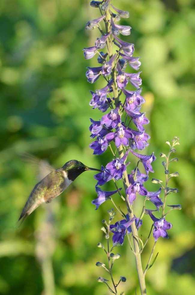 Purple Flowers Hummingbirds Golden Light