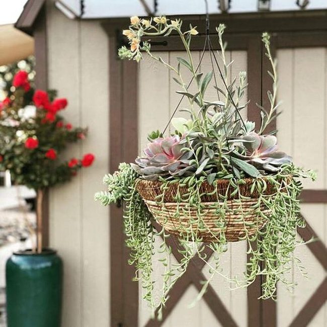 Cascading Succulents In Woven Baskets