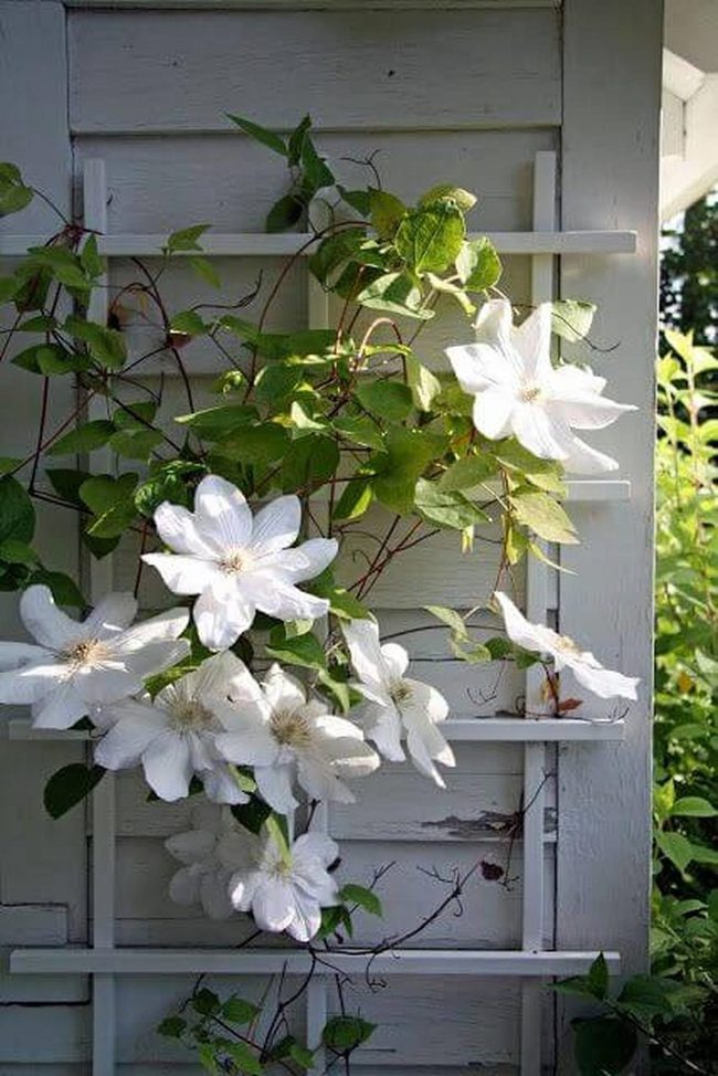 White Clematis Vines On Trellis
