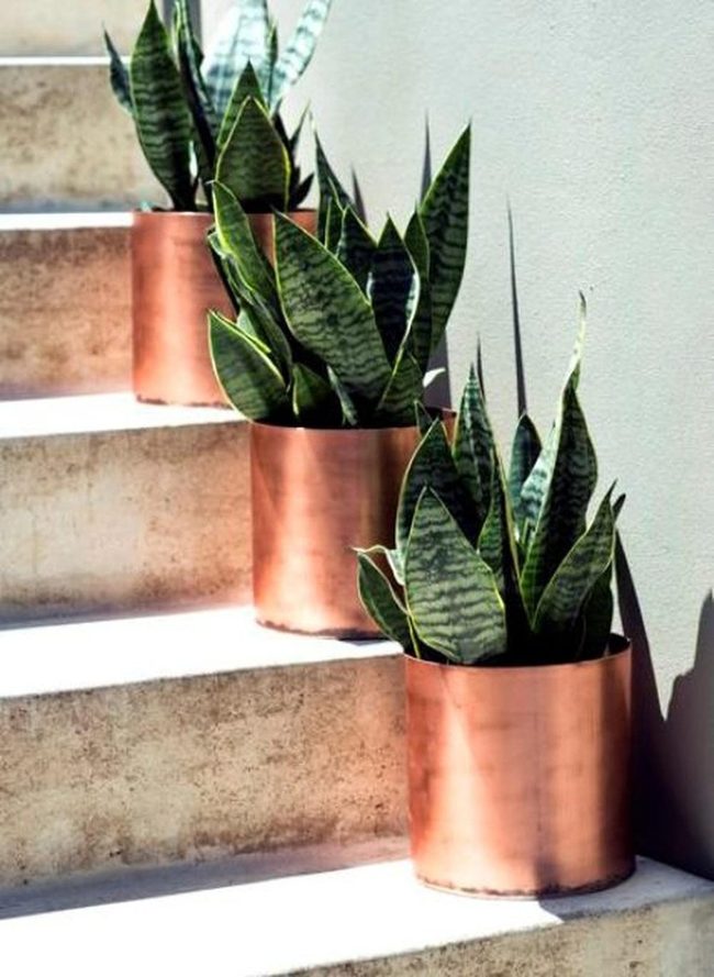 Copper Pots Green Striped Plants
