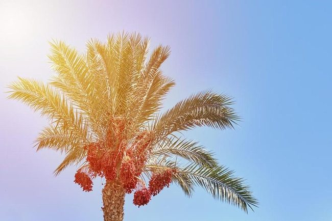 Towering Date Palms Easy Growing