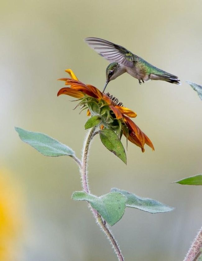 Iridescent Green And Orange Wings