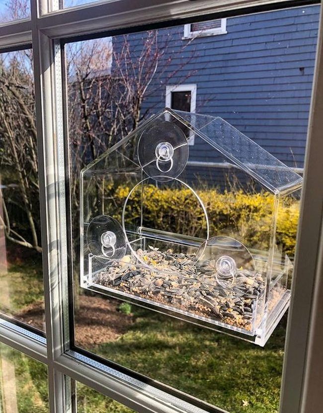 Window Bird Viewing Station
