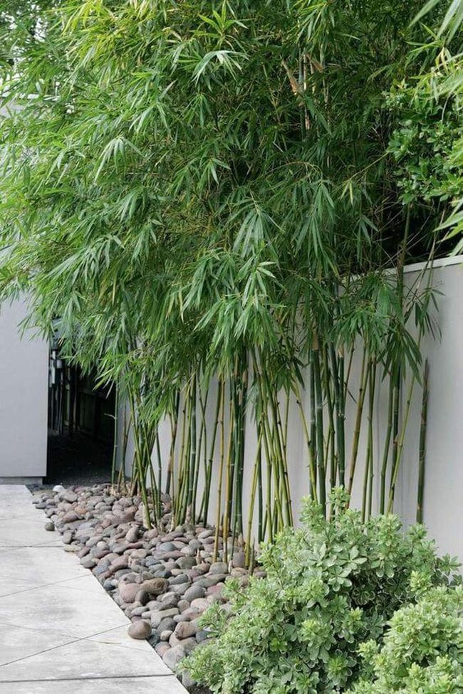 Tall Bamboo Privacy Walls
