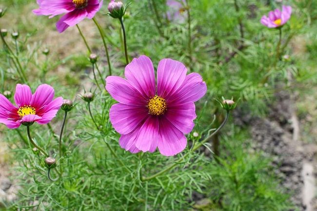 Pink And Yellow Autumn Bloomers