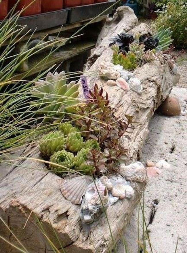 Driftwood Succulents With Coastal Shells