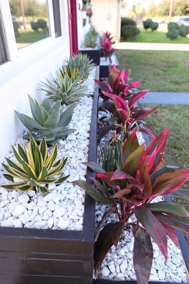 Succulents Rocks Ground Cover Garden