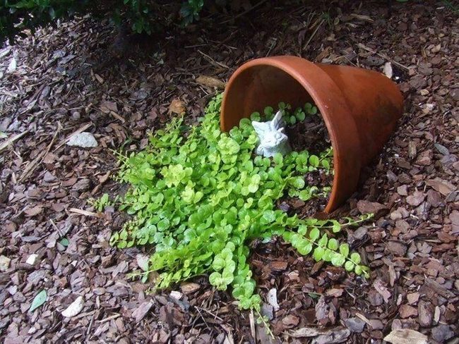 Golden Cascading Foliage For Every Space