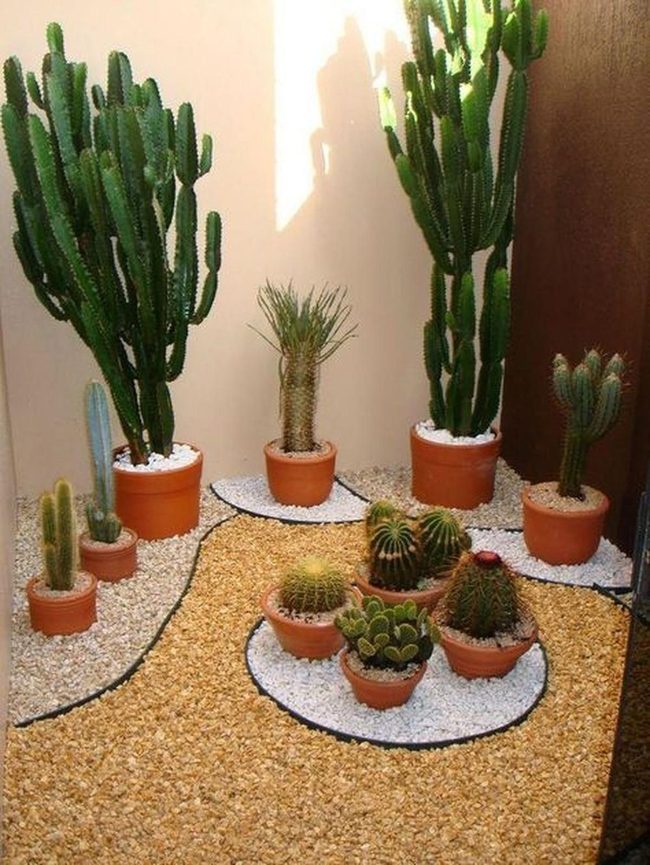 Colorful Cacti Corner Garden