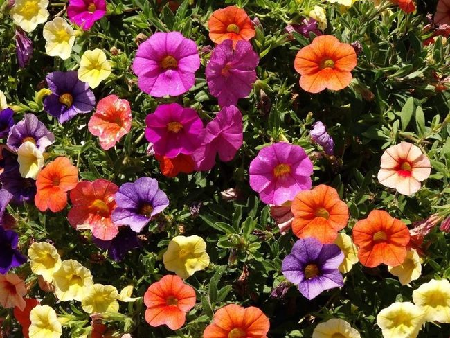 Purple Trumpet Flowers Guard Gardens