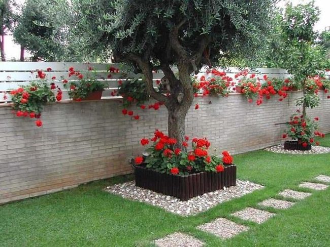 Scarlet Geraniums For Effortless Gardens