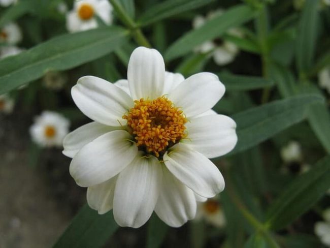 Tiny Flowers, Maximum Impact
